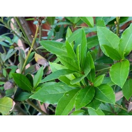 Unbranded 100 HOJAS DE LAUREL  FRESCAS ORGANICAS-100 ORGANIC FRESH BAY LEAVES