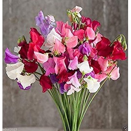 Mammoth Choice Mix Sweet Pea Seed . Excellent for cut flowers(500 Seeds)