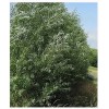 RLH 80 Austree Hybrid Willow Tree Thin Cuttings Fresh Cut