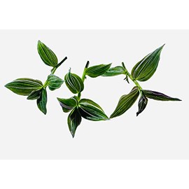 FOLIAGEMS No Root Plant cuttings from USKC (3pc Tradescantia Flumenisis 'Lavender' no Root cuttings)