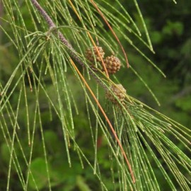 MySeeds.Co Casuarina equisetifolia (Australian Pine) Tree Seeds, Valuable Timber - 0.5 oz (~ 9063 Seeds)
