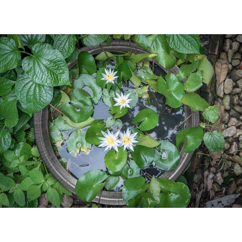 Blümelhuber Zinc Tub for Planting or as a Mini Pond