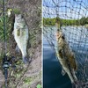 NRVBaits Multi Jointed Fishing Lures Glide Bait Panfish Bluegill Swimbaits