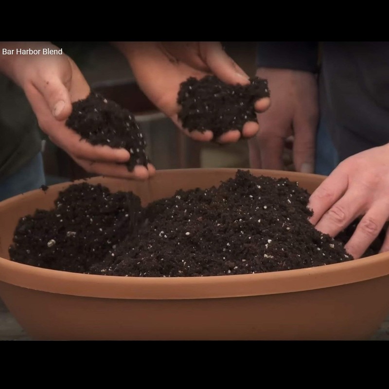 Coast of Maine Organic & Natural Bar Harbor Blend Potting