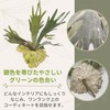Faux Green House Plants Wood Plate Set SW2085 (Bicakfern) Bat