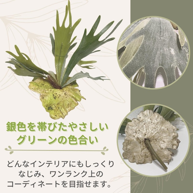 Faux Green House Plants Wood Plate Set SW2085 (Bicakfern) Bat