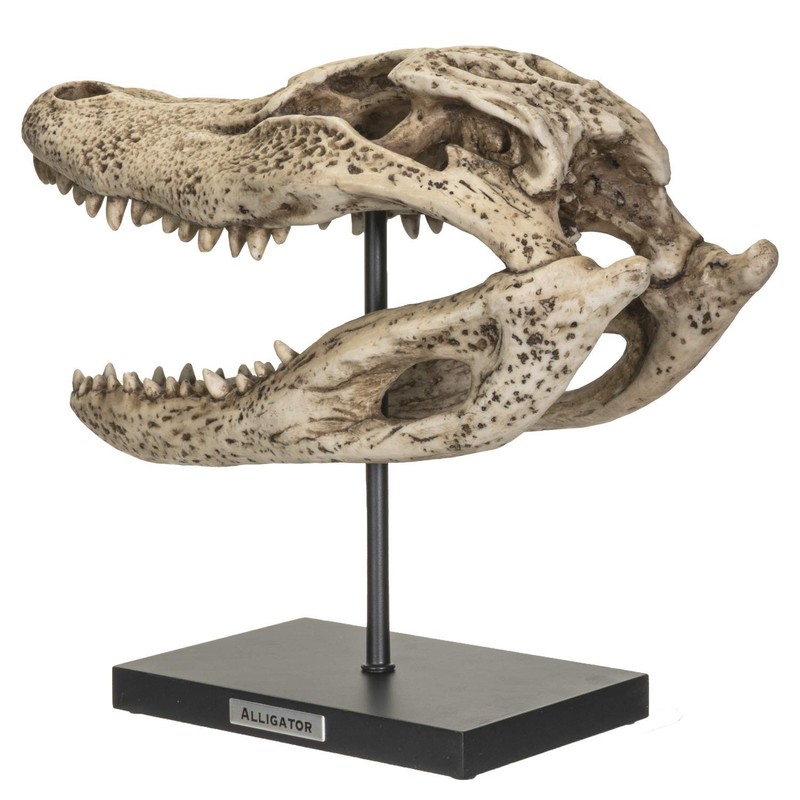 SUMMIT COLLECTION Polystone Alligator Skull Replica Model On Stand with