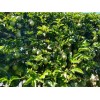 Passion Fruit Passiflora Edulis Passion Fruit Plant 8” With Pot