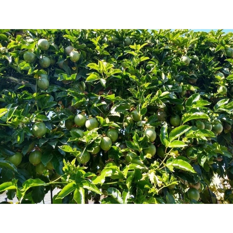 Passion Fruit Passiflora Edulis Passion Fruit Plant 8” With Pot