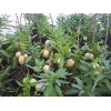 Pepino Plant 1 Pepino Melon Plant From Old Plant With