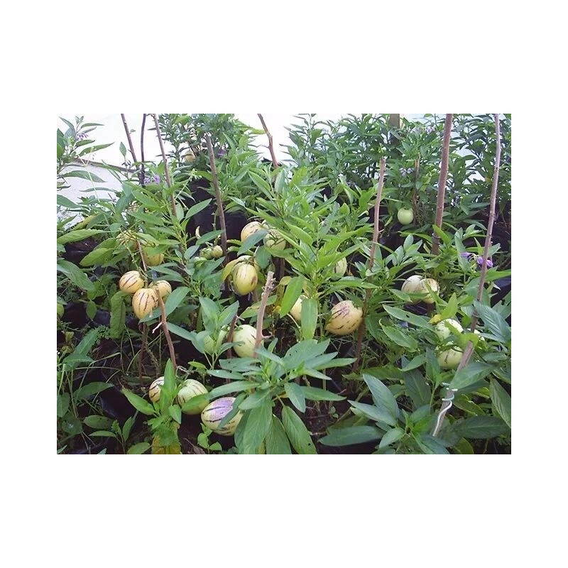 Pepino Plant 1 Pepino Melon Plant From Old Plant With
