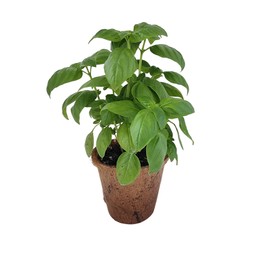 Unique Gardener Plant-It Starters Plant Seeds 4-Pack, DIY Indoor Succulents and Live Plants for Home or Garden Planting, Sweet Basil