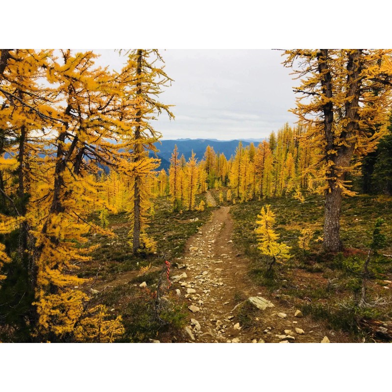 Beardragon Larch (Larix mixed variety, 20 seeds Alaska Wild Harvested