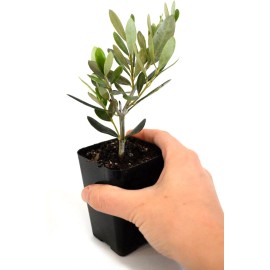 Unbranded 1 Olive Tree Live Plants of Peace Olea Europaea - 2.5" Pot Indoor Outdoor