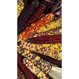 NIKA SEEDS - Vegetable Corn Montana Mix Heirloom for Salads - 50 Seeds