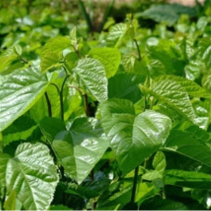 50g Mulberry Leaf Tea Natural Dried Loose Leaves Health Care