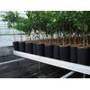 Stuewe & Sons – TP915R Treepot – 9” x 15”