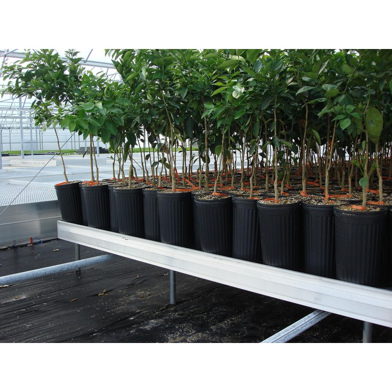 Stuewe & Sons – TP915R Treepot – 9” x 15”