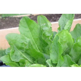 400+ French Sorrel Seeds- Heirloom Lettuce Herb