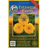 Everwilde Farms - 100 Dwarf Sungold Sunflower Wildflower Seeds -