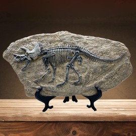 XINDAM Resin Triceratops Dinosaur Fossil Statue Model Simulated Skeleton Home Office Display Decorative Craft Box Decoration (Style 6)
