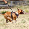 PoyPet No Pull Dog Harness, Front Reflective Pet Vest for