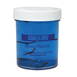Carolina Vitachrome Prestained Planaria – Live Stained Specimens For Internal Structure Study | Ideal For Classroom & Photomicrography | Includes Enough For 30 Students