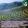 Pu'er Tea Glutinous Rice Pu'er Tea, Glutinous Rice Flavor, Glutinous