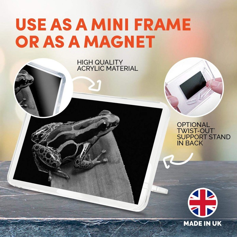 1 x Fridge Magnet - Striped Poison Dart Frog #37120