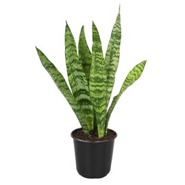 Altman Plants Sansevieria Zeylanica Snake Plants (13 in. Tall), Easy Plant, Air Purifying Plant & Desk Plant Decor, Variegated Snake Plant, Live Snake Plant Live Plants, Indoor Plants & Houseplants