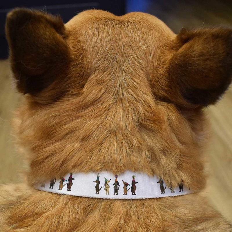 Small 'Dachshund Party Time' Dog Collar (PR00052077)