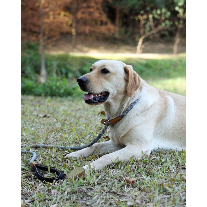lynxking Recall Lead for Dogs, Dog Lead, Slip Lead for