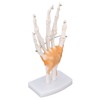 Hand Skeleton Model Life Size PVC On Base with Joints