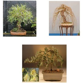Willow Custom: Bonsai Willow Tree Bundle #2-3 Rare, Different Willow Bonsai Tree Starts