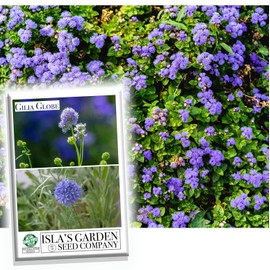 Globe Gilia Flower Seeds for Planting, 1000+ Seeds Per Packet, (Isla's Garden Seeds), Non GMO Seeds, Scientific Name: Gilia capitata, Great Home Flower Garden Gift