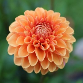 Toadstool Seeds 25 Maam Dahlia Perennial Flowers Seeds Flowering Bloom seeds 1130 US SELL