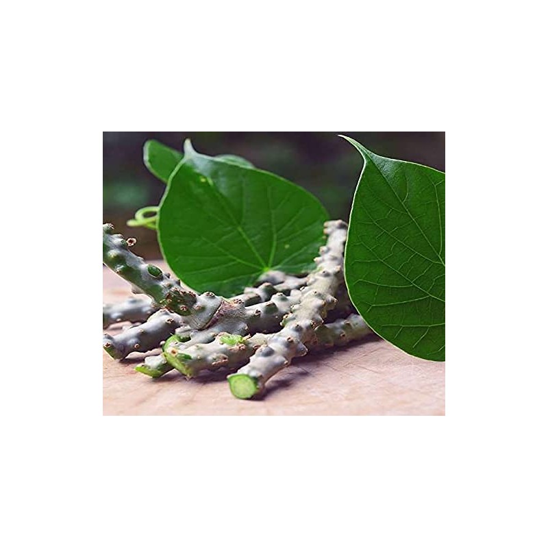 Herbal Magic's Pure & Natural Giloy Powder, for Super Smoothies,