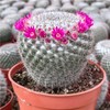 Doter Succulent and Cactus Soil Potting Mix 1.1 LBS, Bonsai