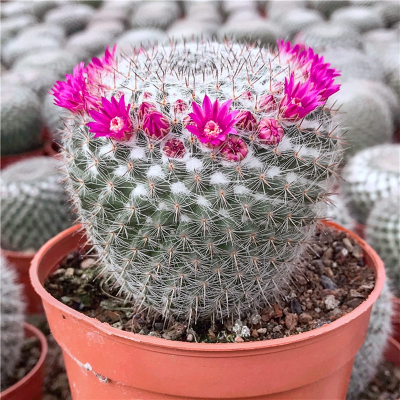 Doter Succulent and Cactus Soil Potting Mix 1.1 LBS, Bonsai