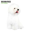 Bichon Frise Modern Calendar 2024