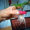 CLONE KING 36 Site Aeroponic Cloning Machine. Expect 100% Success