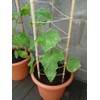 22Day Seeds: Seeds Self-Pollinated Cucumber Indoor F1 / Indoor /