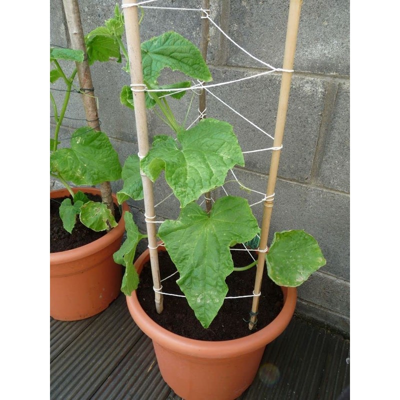 22Day Seeds: Seeds Self-Pollinated Cucumber Indoor F1 / Indoor /