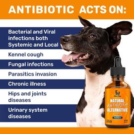 Natural Antibiotics for Dogs for Allergies, Infections, Coughs, Digestive Moments – Dog Antibiotics with Beef Flavor May Support Urination and Breathing – Organic Composition with Cranberry – 2 Oz