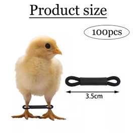 SIXHAOBU Pack of 100 Elastic Leg Holders for Chicks Correction, Splayleg Hobble Orthosis for Baby Chickens, Adjustable Poultry Leg Bands for Newborns, Splayleg Chicks, Birds, Quails, Ducks