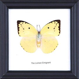 The Lemon Emigrant Butterfly (Catopsilia pomona) | Framed Beautiful Butterfly Wall Decor | Unique Taxidermy Collectables | 12 x 12 cm