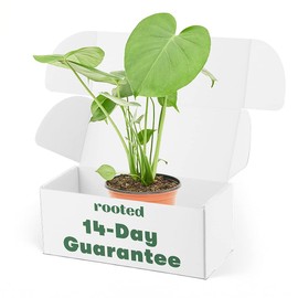 Rooted Philodendron Monstera Plant, Monstera Deliciosa, Live, Live Indoor, Home Decor, Easy to Grow, Easy to Care, and Low Maintenance Houseplant (6")