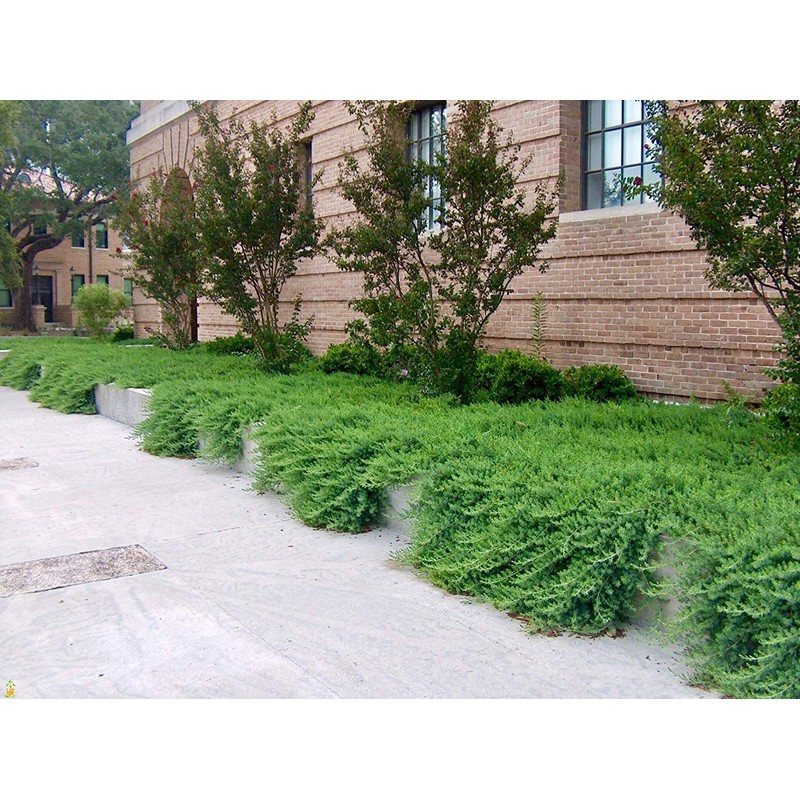 Juniper Blue Pacific - 10 Live Plants - 2 Inch