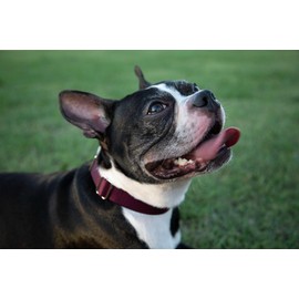 Country Brook Petz Martingale Dog Collar - Heavy-Duty Training Collar with No Buckle - Service Dog Collar for All Pups - Vibrant, Colorful Collection (Red, 3/8 Inch, 3XS)