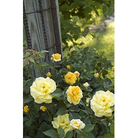 Live plant from Green Promise Farms Rosa High Voltage (Shrub Rose, 2-Size Container, Yellow Flowers